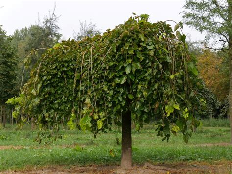morus alba 'pendula'